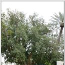 삭개오와뽕나무 이미지