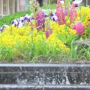 좋은 글 5월 풍경 용인 들꽃 풀꽃 쇠스랑개비꽃 비 오는 날 송홧가루 아기 왜가리의 시련 신나는 꽃밭 이미지