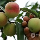 김경태농장 이미지