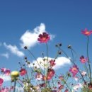 코스모스세탁 이미지