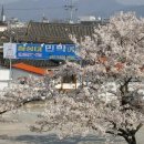 개나리민박 이미지