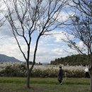 방잇골어린이공원 화장실 | 가을축제 /양산 황산공원 /6만5천송이국화축제 /댑싸리 /꽃구경 어린이체험존/아이랑 방문후기