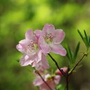 5월의 축제 .... Et Les Oiseaux Chantaient (노래하는 새들) / Sweet People 이미지