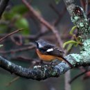 새들의천국 이미지