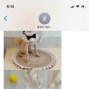 꽃보다개냥 이미지