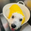 에바 가위컷 전문점 이미지