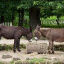 위성빌라 이미지