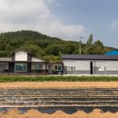 비취 블루베리 이미지