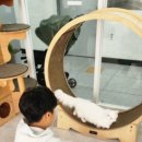 랙돌카페냐옹 이미지