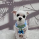 요요펫살롱 이미지