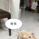 연세대학교치과대학치과병원 네이버블로그