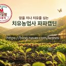 작은창큰풍경유통조합 | [파파캡틴의 베란다정원 여름 풍경] 방울토마토·가지·몬스테라 키우기 실전 후기