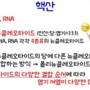 쌍디핵산
