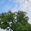 부여(홍산)-11 이미지