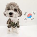 내 강아지의 봄 일산애견유치원&애견호텔 이미지