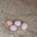 양계장농장 이미지