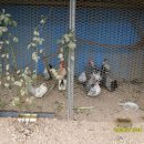 시골 주유소 뒤뜰에서 아름다운 닭들이 이미지