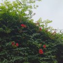 달아래 | 복부지흡후기 한달차 상세후기 (효과•통증•붓기•멍•일상생활 등)