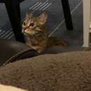 냥앤도그 이미지