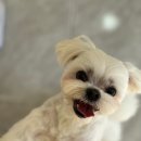 강아지미용실_편안 이미지