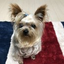 보성동물병원 이미지