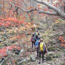 11월5일 주산지와 주왕산절골계곡 단풍걷기 정산보고 이미지