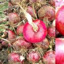 강진도깨비농장 이미지