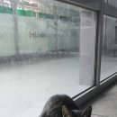 세븐일레븐 고대2호점 이미지