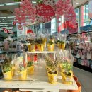 (봄맞이) 홈가드닝 | 2025다이소 남부터미널점 봄봄 시리즈 생화 포트 &amp; 홈가드닝용품 후기