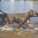 페테리안동물병원 이미지