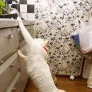 야옹야옹 이미지