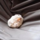 유복 이미지