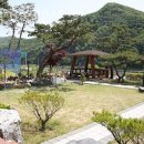 청벽거북 이미지