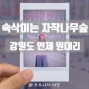 주식회사 슈퍼마켓자연숲 | 강원도 인제 가볼만한 곳 속삭이는 원대리자작나무숲