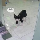 시드니동물병원 이미지