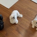 플레르퍼피 이미지