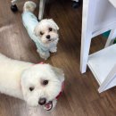 꼬똥 드 툴레아 양컷 2주 후기 : 만수의 미용 그 후 이야기 (ft. 셀럽 도기)