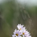 오학 걷고싶은거리 이미지