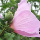 월산초등학교 이미지