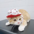 잔다냥 천안점 이미지