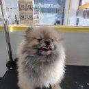 허그멍뭉이# 이미지