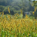 강아지풀 이미지