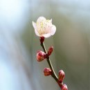 사랑의연리근 이미지