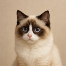 개냥이 연구소 이미지