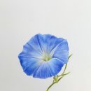 꽃그림 색연필화 이미지