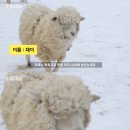 양떼목장