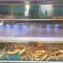 대게좋은집 붉은대게 무한리필 이미지