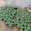 버드니마을 이미지