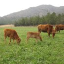 정남진장흥한우 이미지