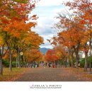 마로니에길 이미지